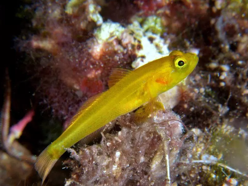 Gobius auratus Gobius auratus