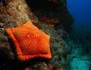 scuba sierra chalkidiki