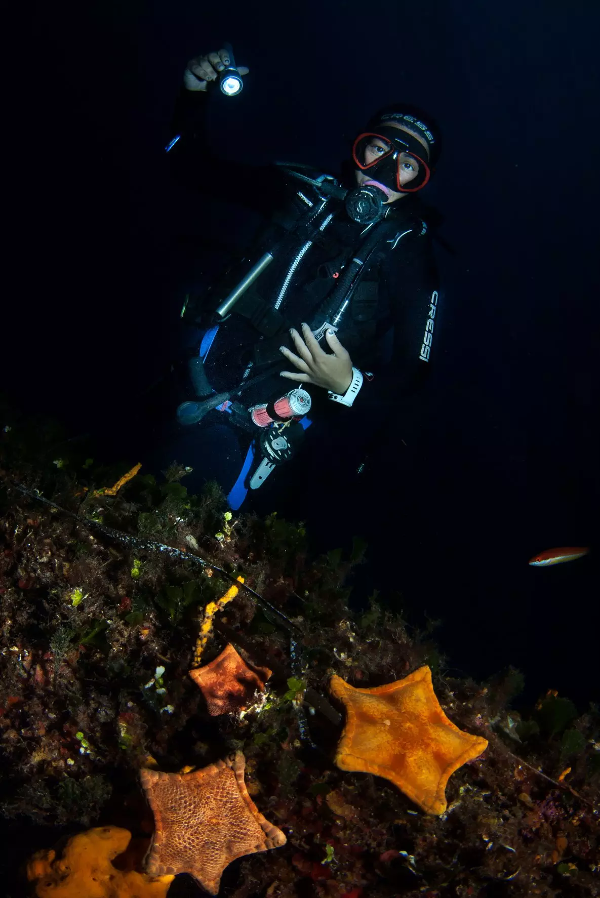 biscuit sea stars