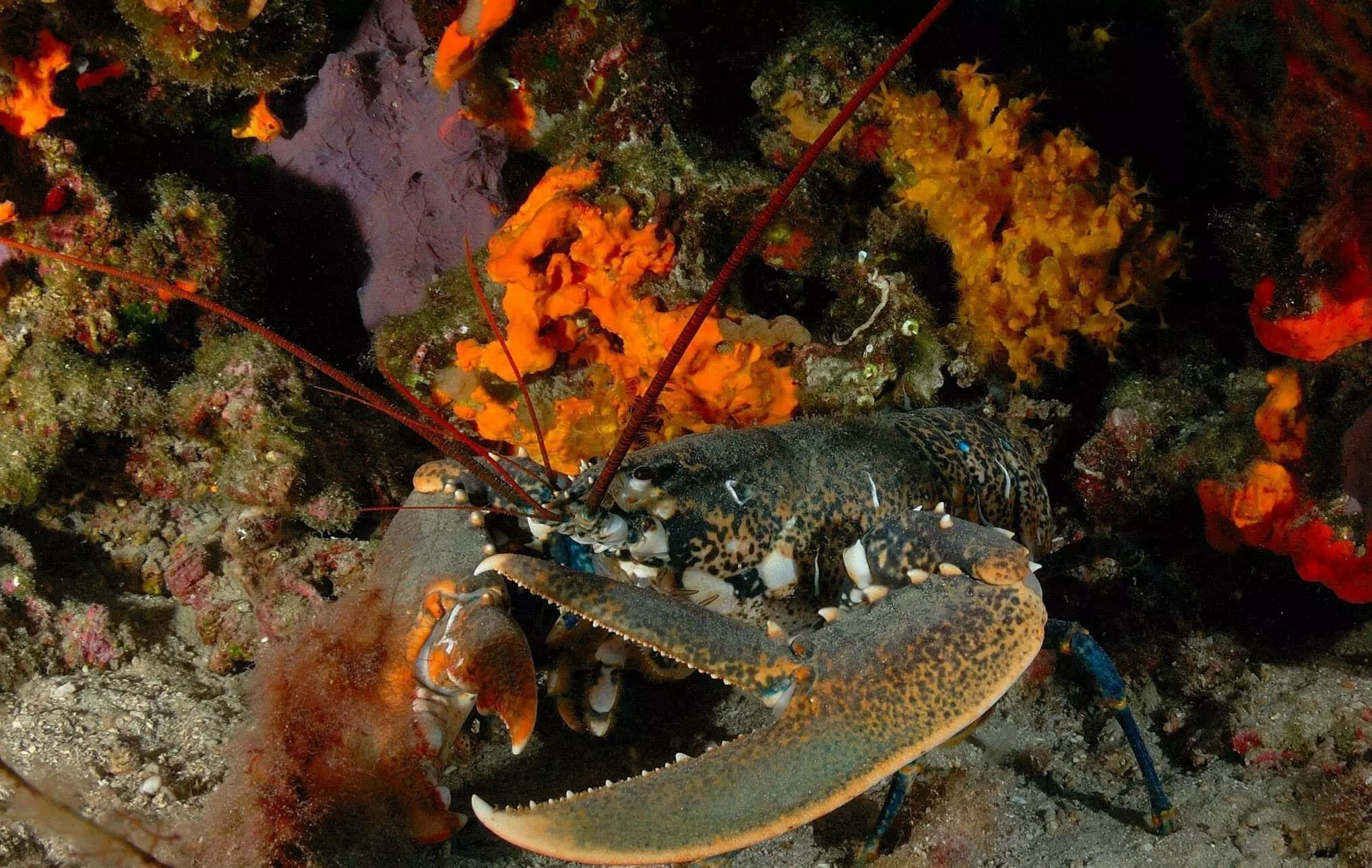 European Lobster