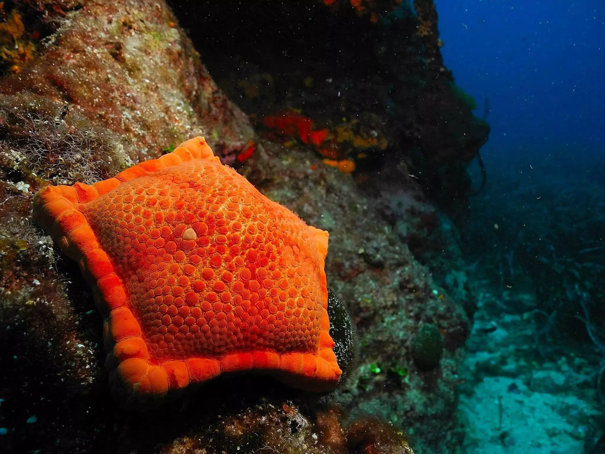 biscuit sea star